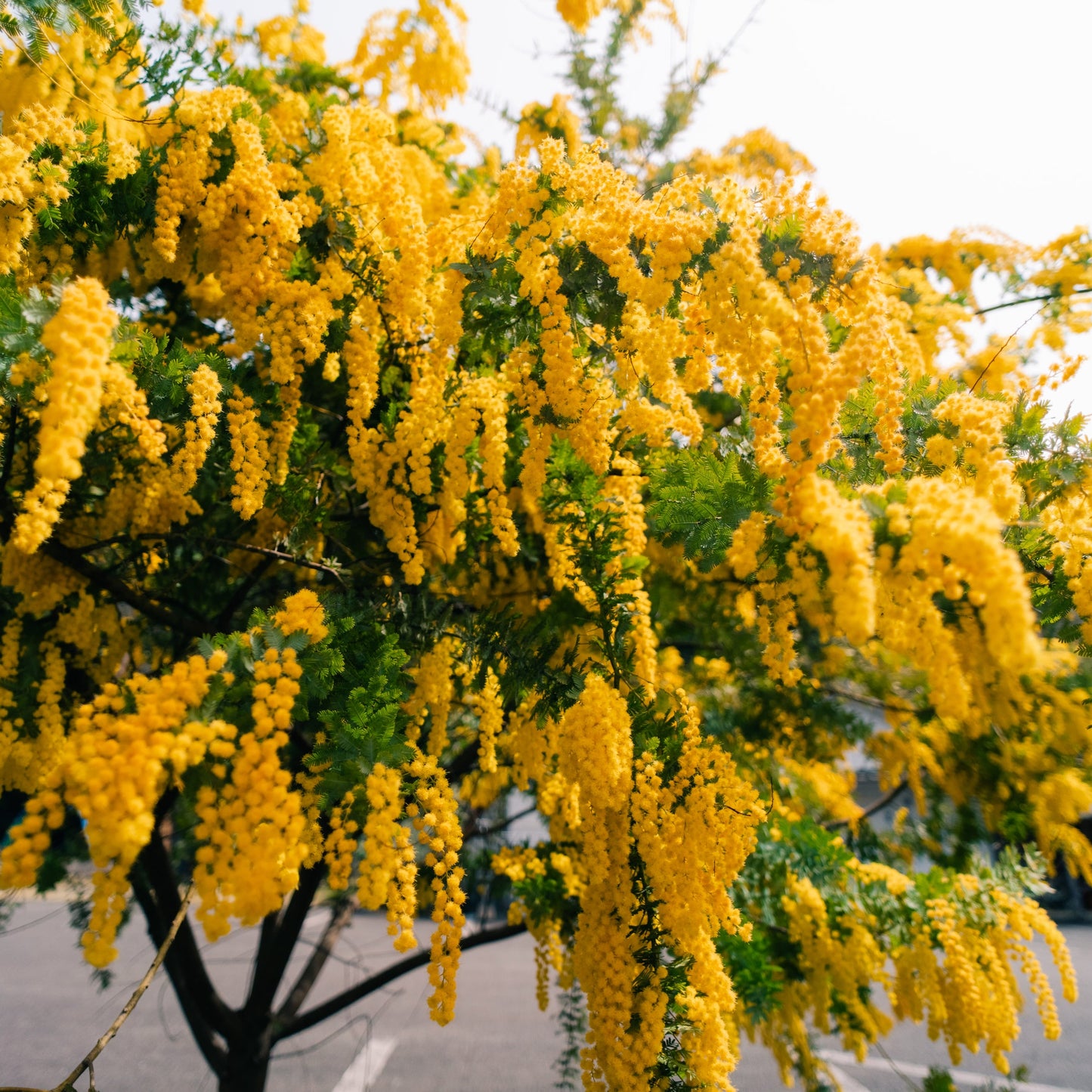 Golden Chain Tree
