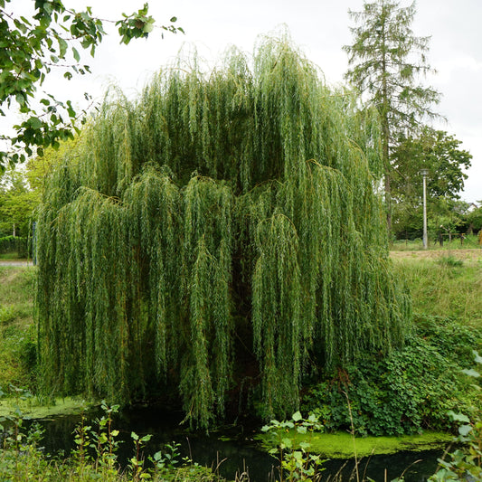 Golden Willow Tree - Shade Tree - Buy Online at Barely Rooted