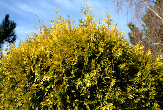 Gold Rider Leyland Cypress - Evergreen Tree - Buy Online at Barely Rooted