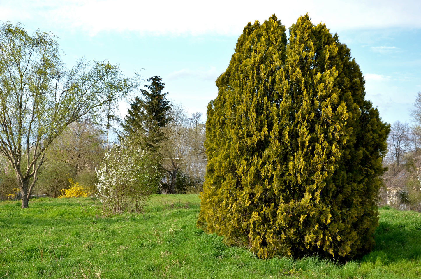 Gold Rider Leyland Cypress