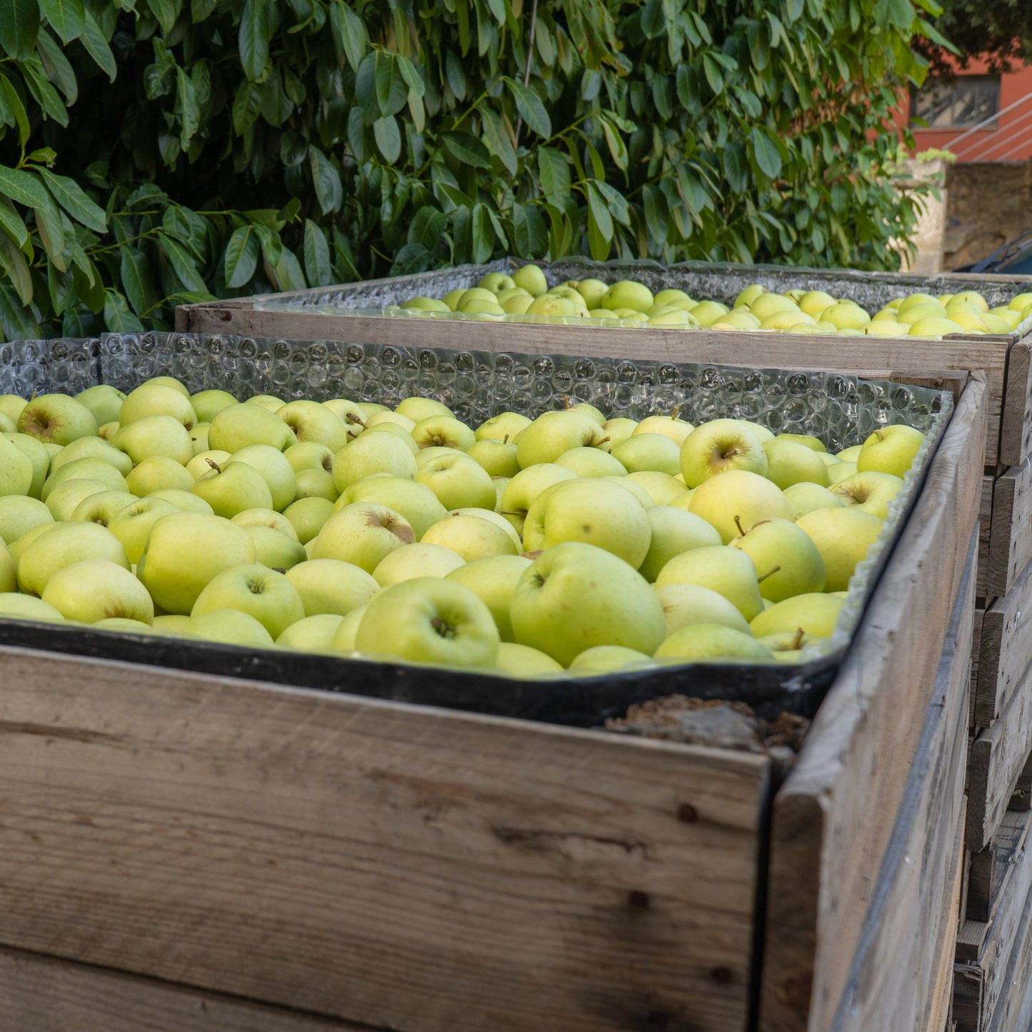 Granny Smith Apple Tree