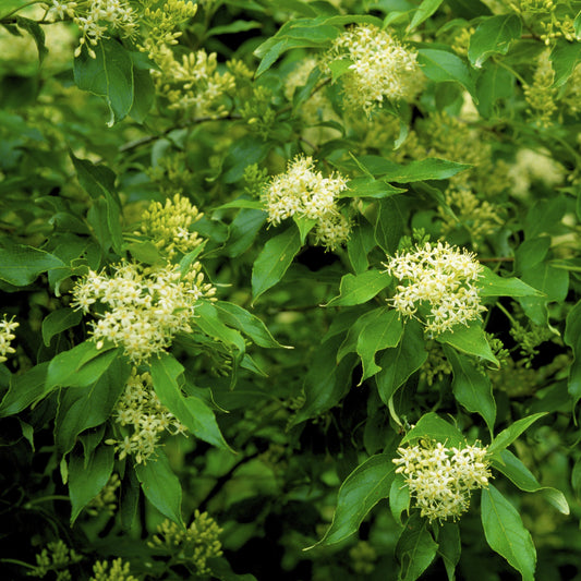 Grey Dogwood Tree - Flowering Shrub - Buy Online at Barely Rooted