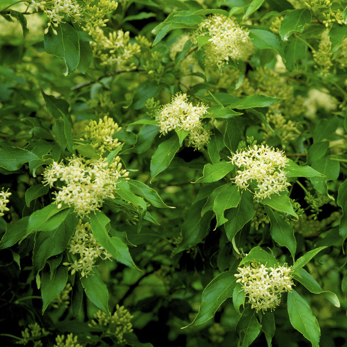 Grey Dogwood Tree – Barely Rooted