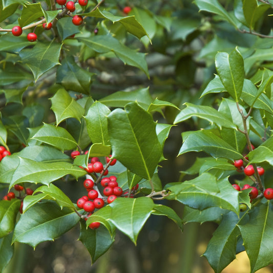 American Holly - Evergreen - Buy Online at Barely Rooted