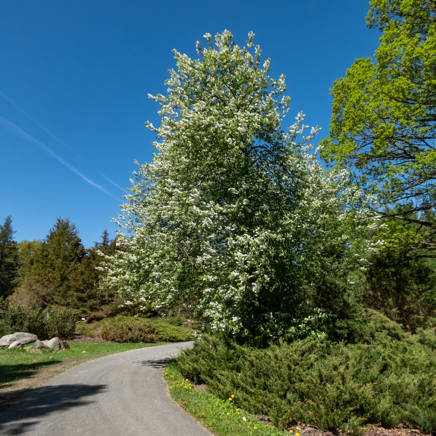 Hackberry Tree