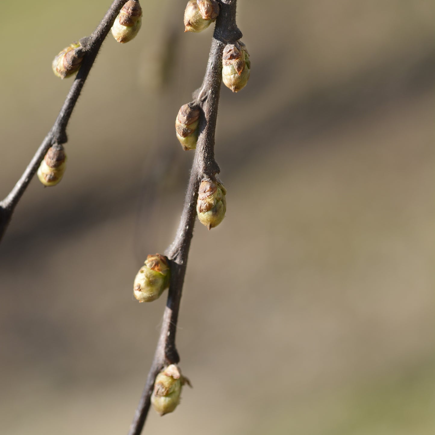 Hackberry Tree