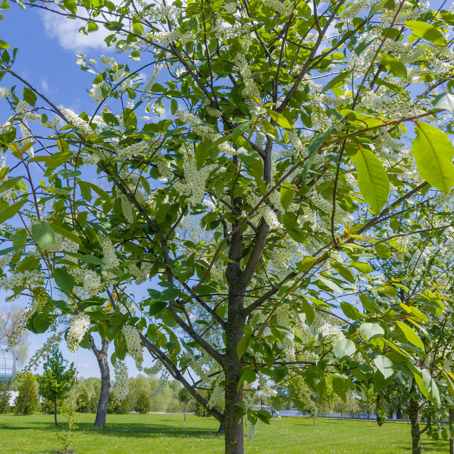 Hackberry Tree