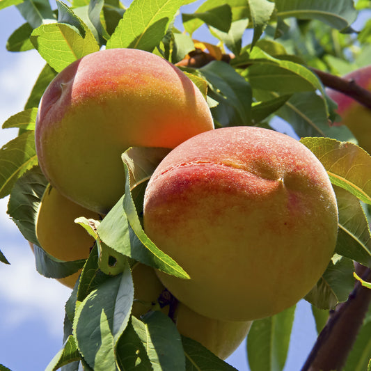 Harvester Peach Tree