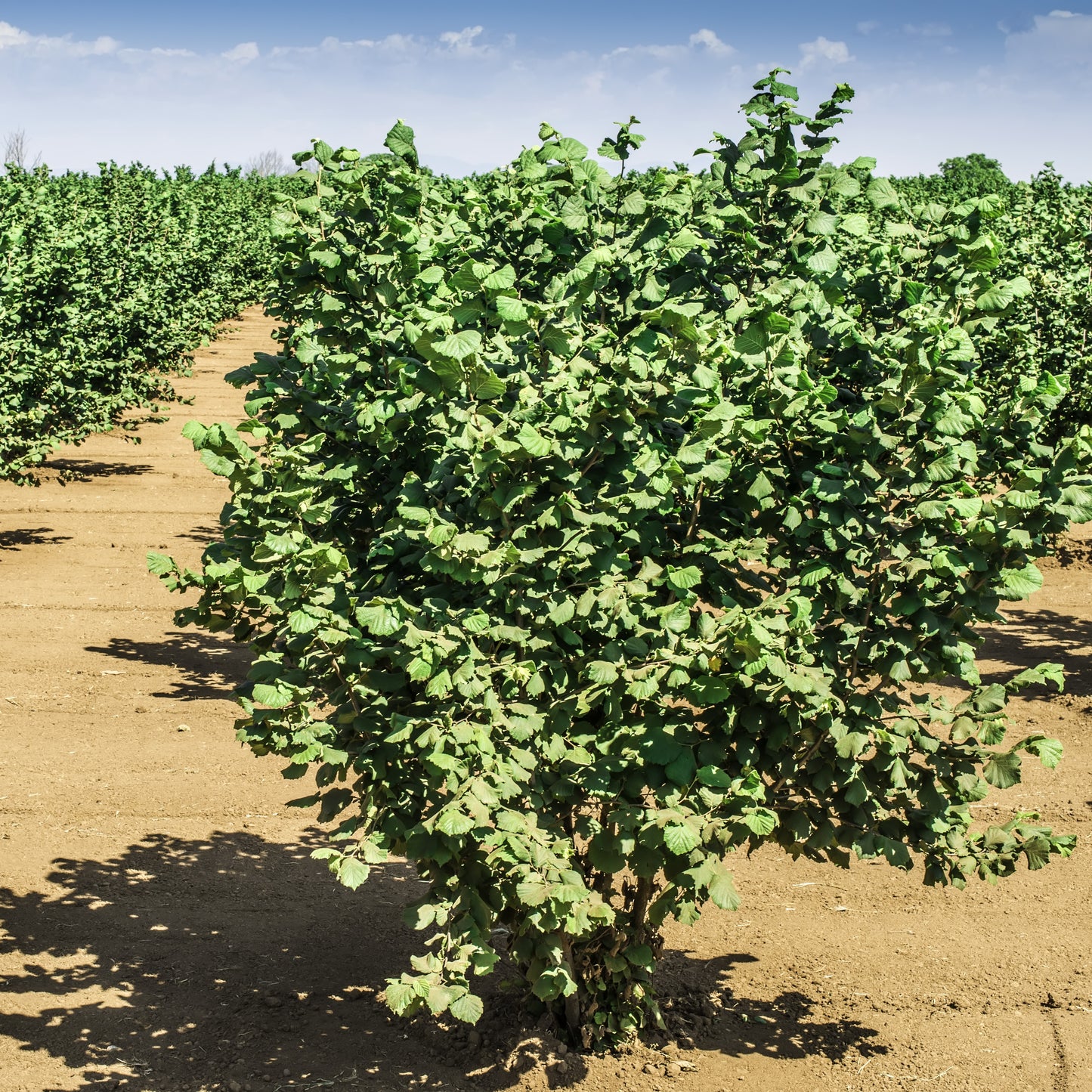 American Hazelnut Tree