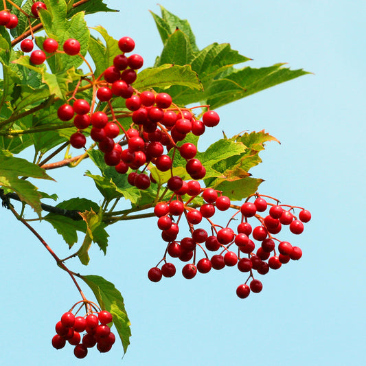 Highbush Cranberry Bush - Berry Plant - Buy Online at Barely Rooted