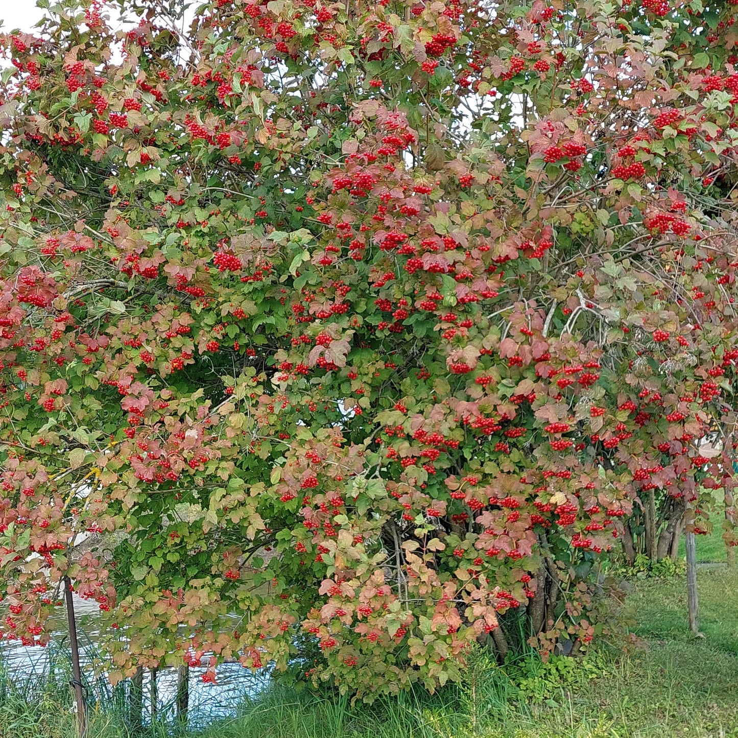 Highbush Cranberry Bush