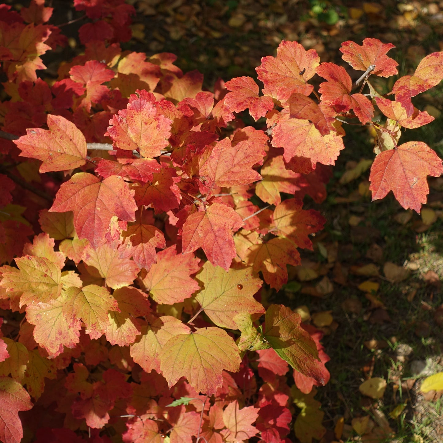 Highbush Cranberry Bush