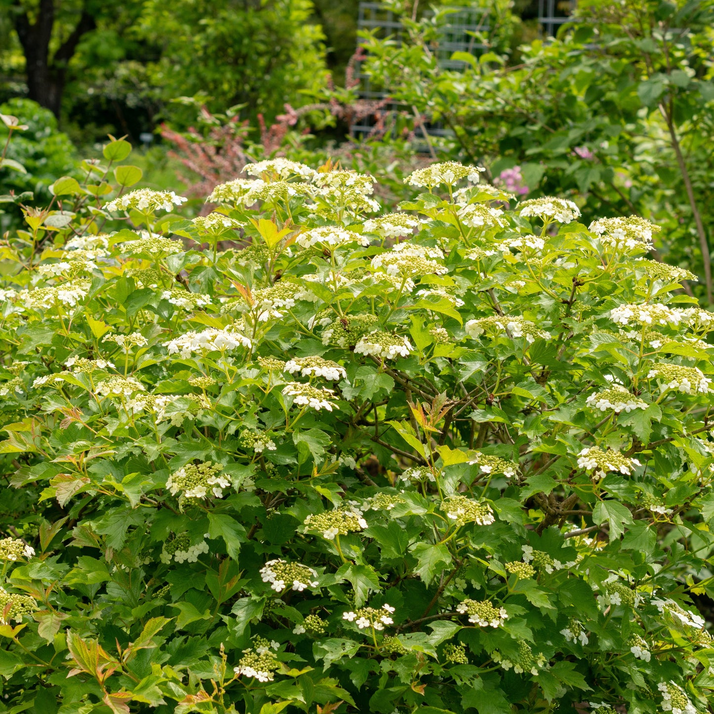 Highbush Cranberry Bush