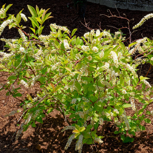 Henry's Garnet Sweetspire Shrub