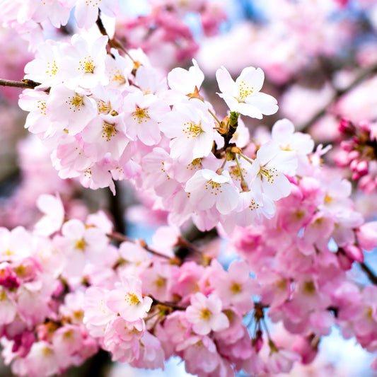 Higan Weeping Cherry Tree