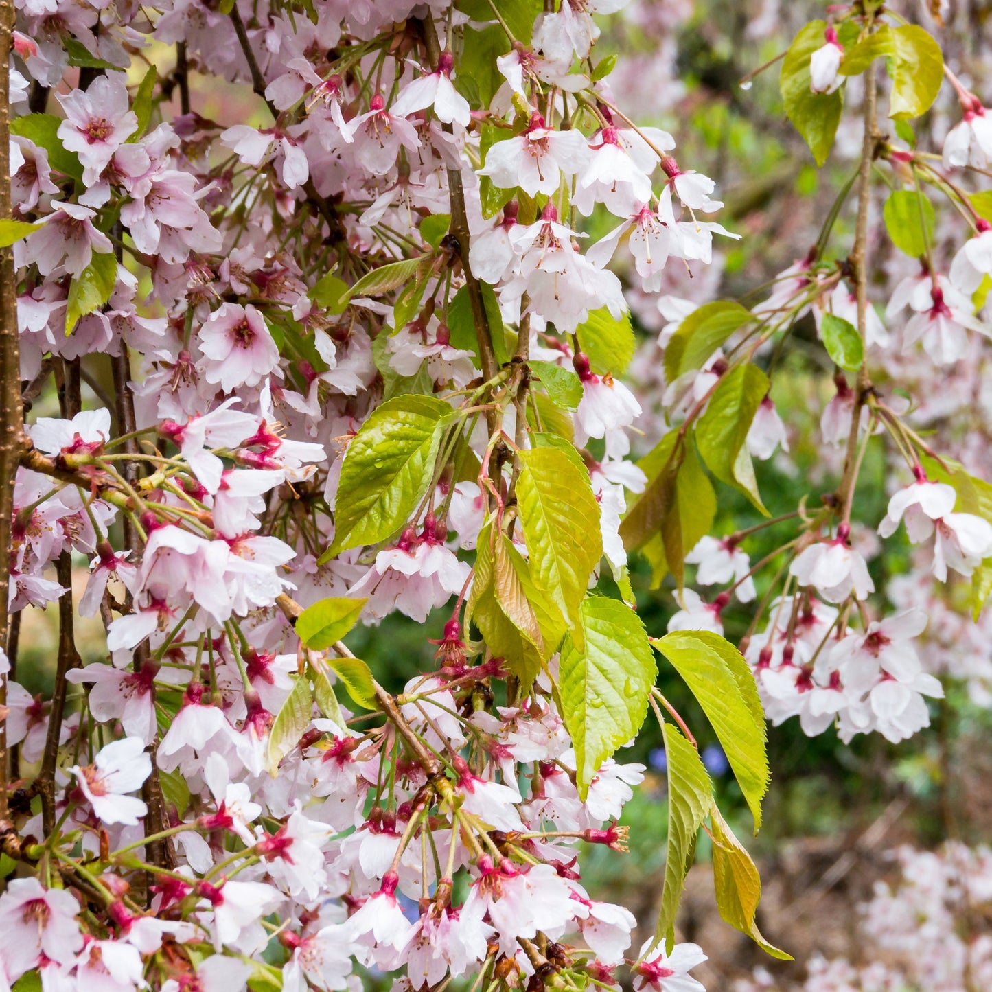 Higan Weeping Cherry Tree