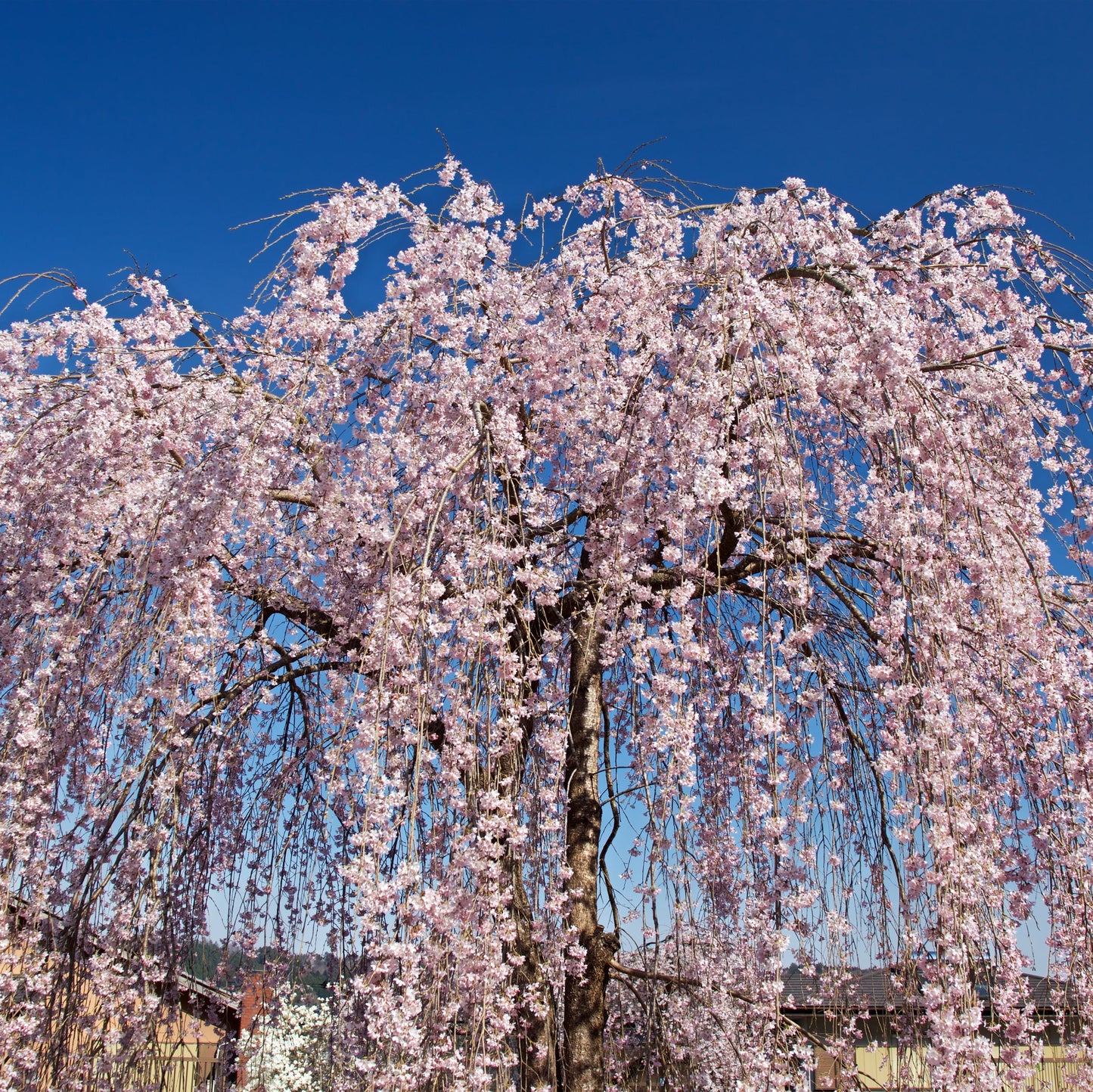 Higan Weeping Cherry Tree