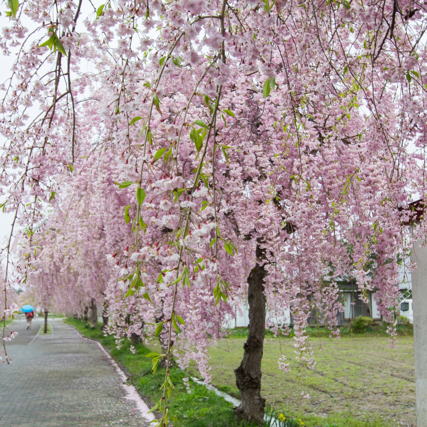 Higan Weeping Cherry Tree