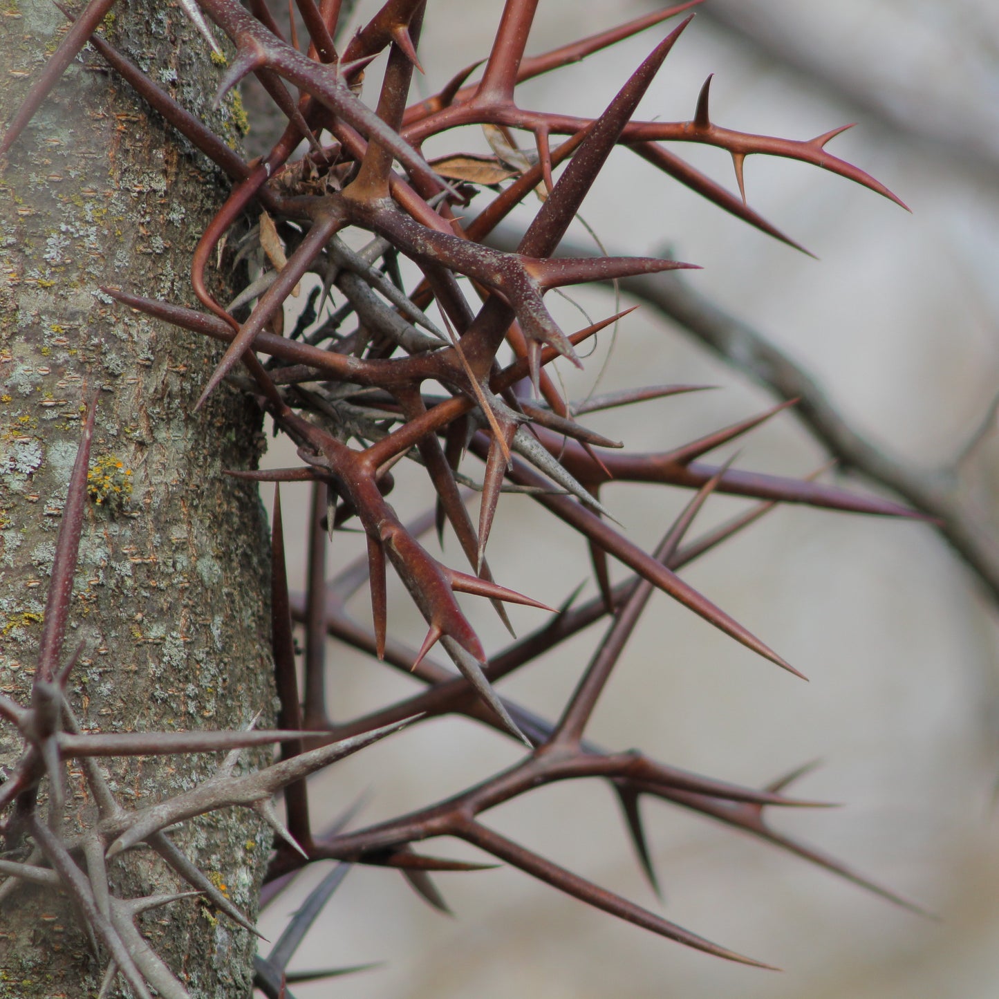 Honeylocust Tree