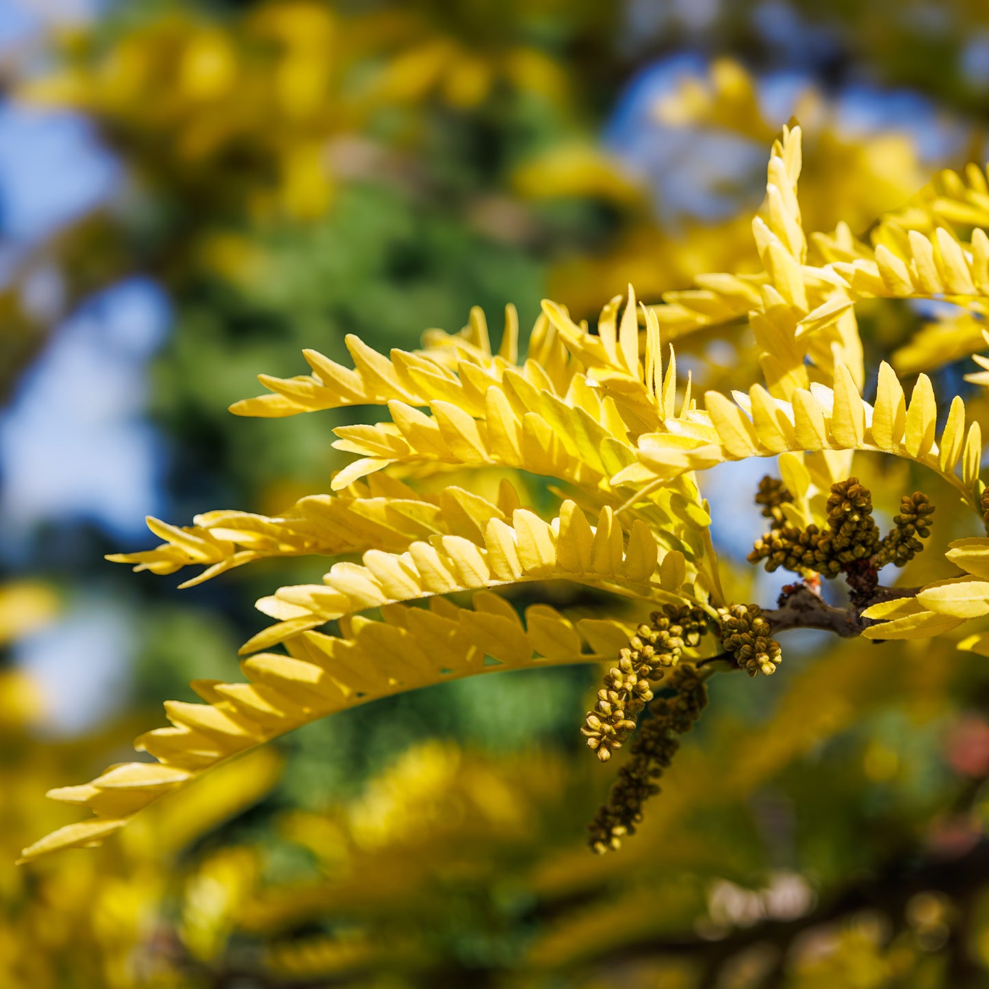 Honeylocust Tree