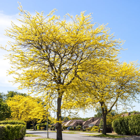 Honeylocust Tree