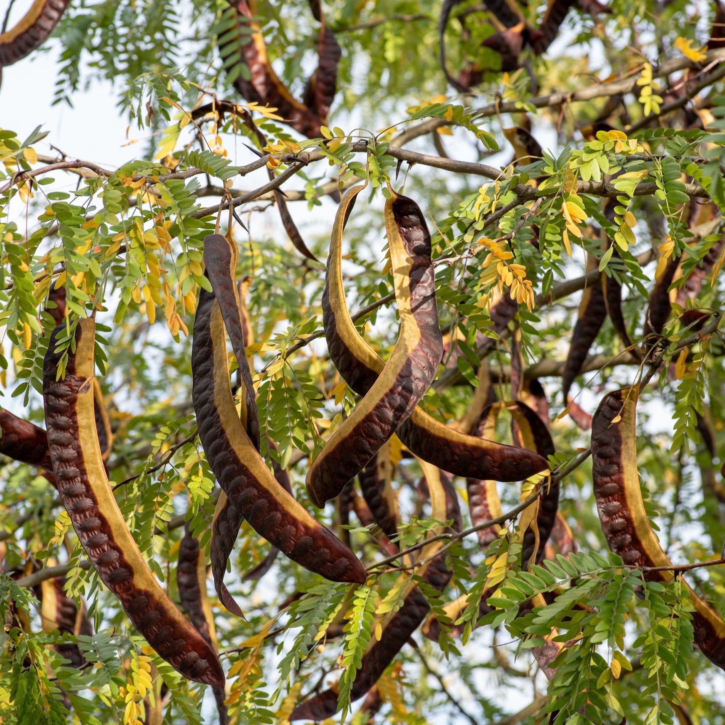 Honeylocust Tree