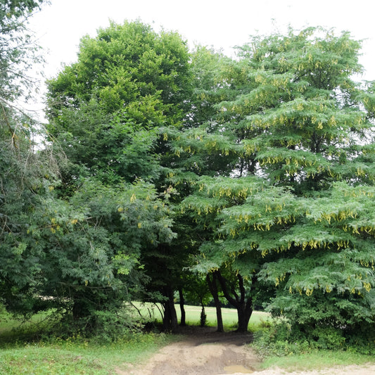 Honey Locust Tree - Shade Tree - Buy Online at Barely Rooted