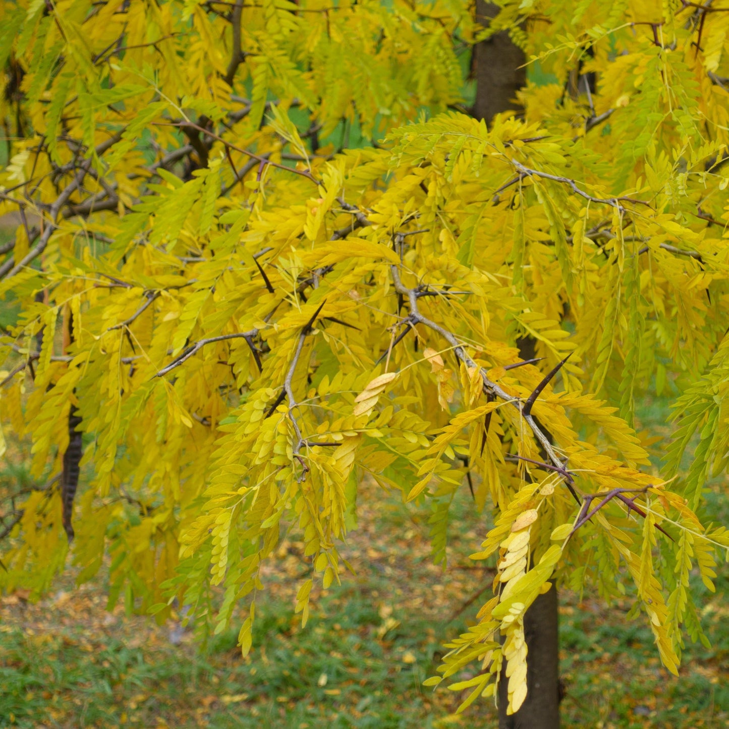 Honey Locust Tree