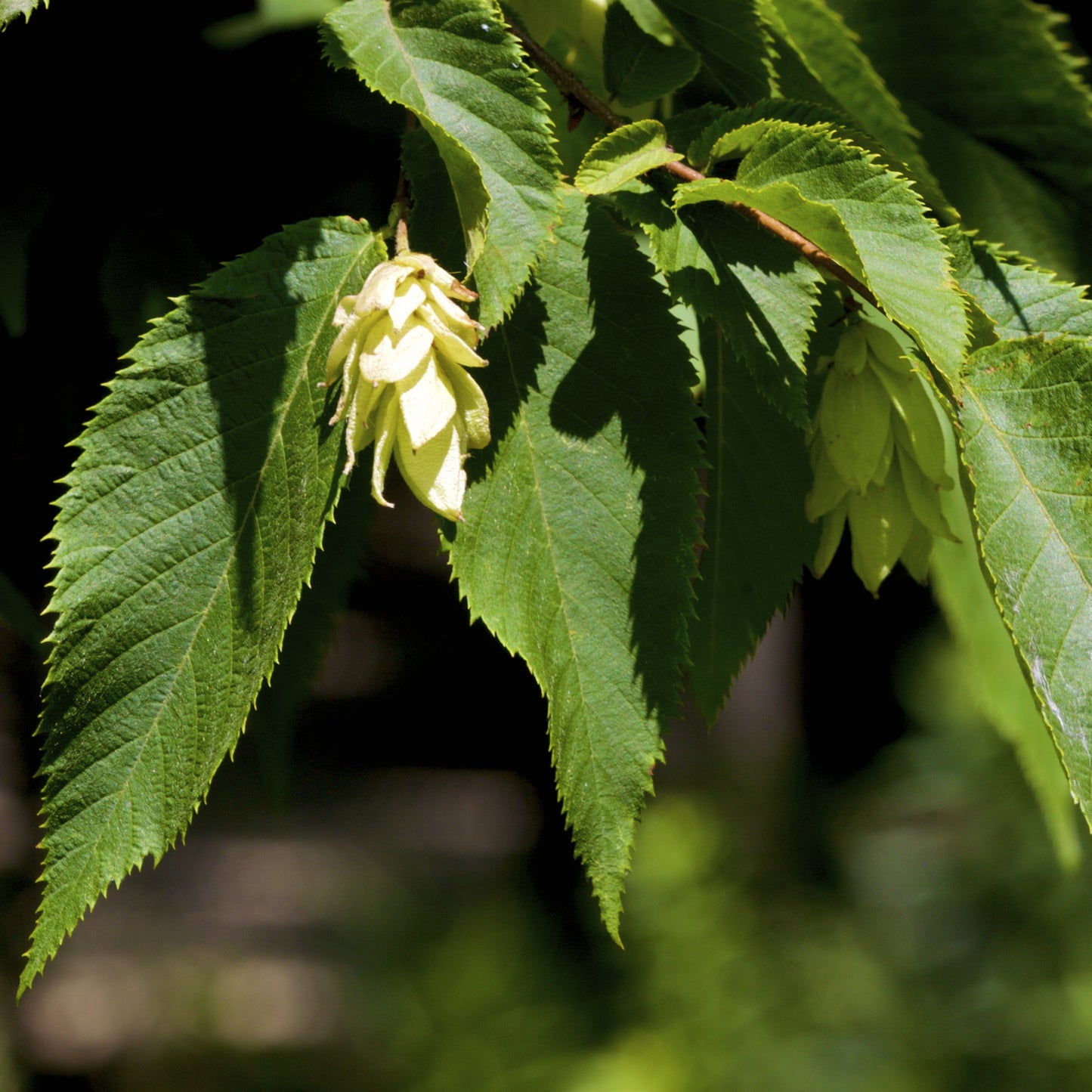 Hophornbeam Tree