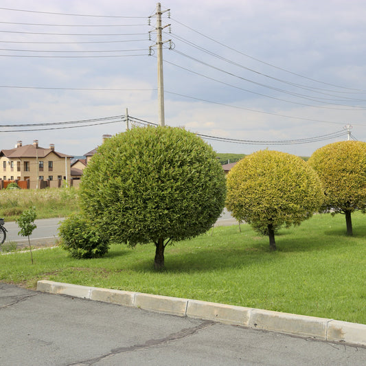 Hybrid Willow Tree - Shade Tree - Buy Online at Barely Rooted