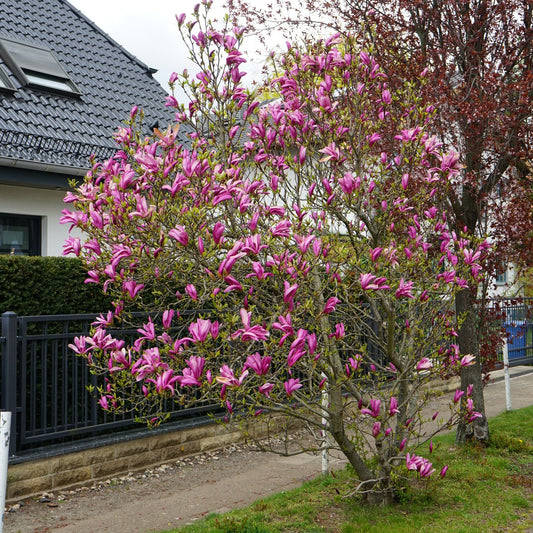 Jane Magnolia Tree - Flowering Shrub - Buy Online at Barely Rooted