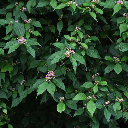 Japanese Beautyberry Shrub - Flowering Shrub - Buy Online at Barely Rooted
