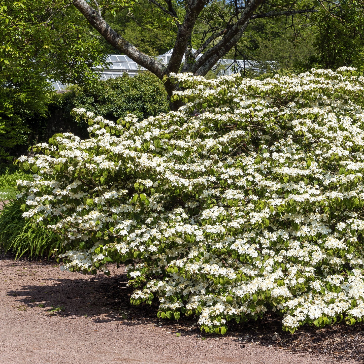 Japanese Snowball Bush