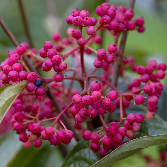 Japanese Snowball Bush - Flowering Shrub - Buy Online at Barely Rooted