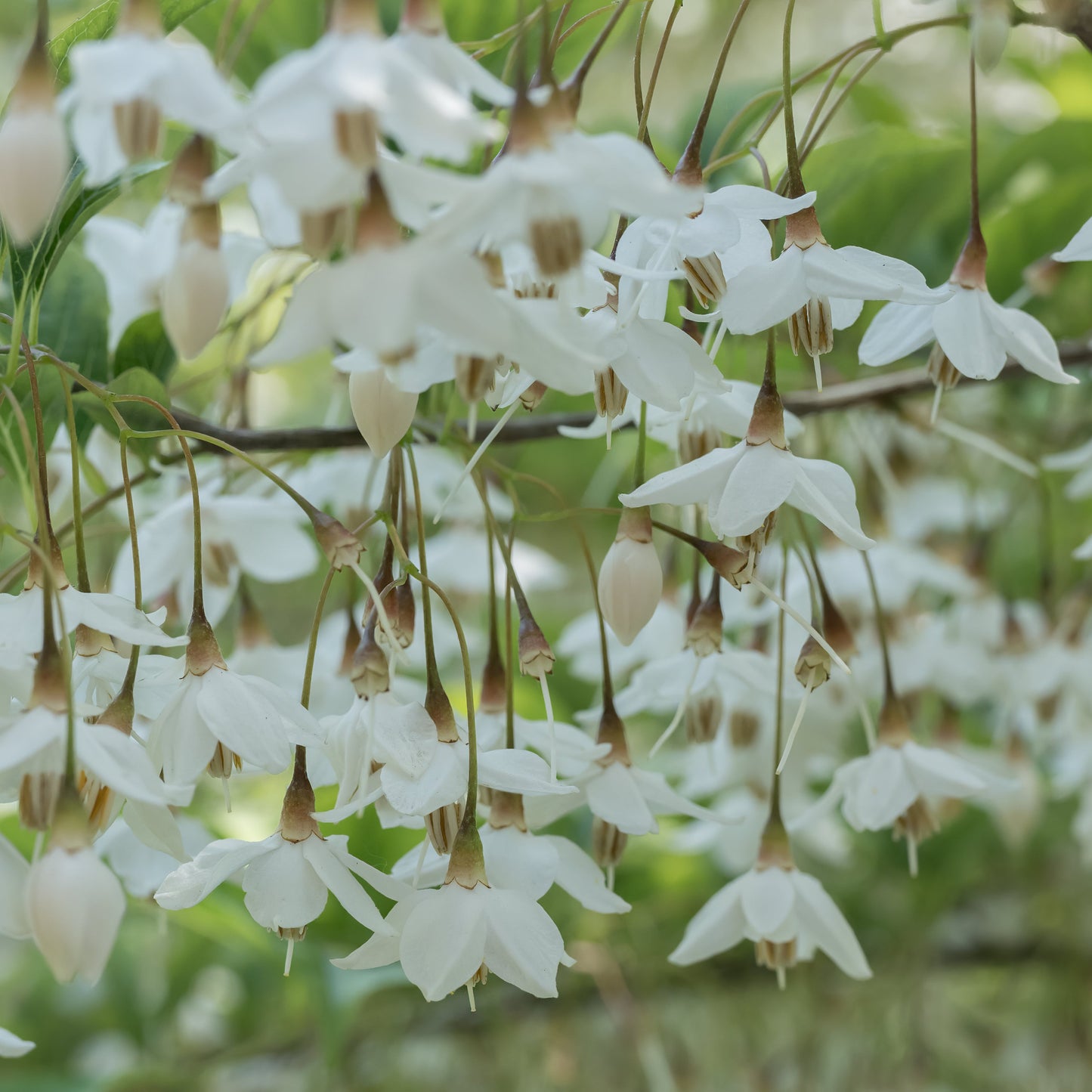 Japanese Snowbell Tree