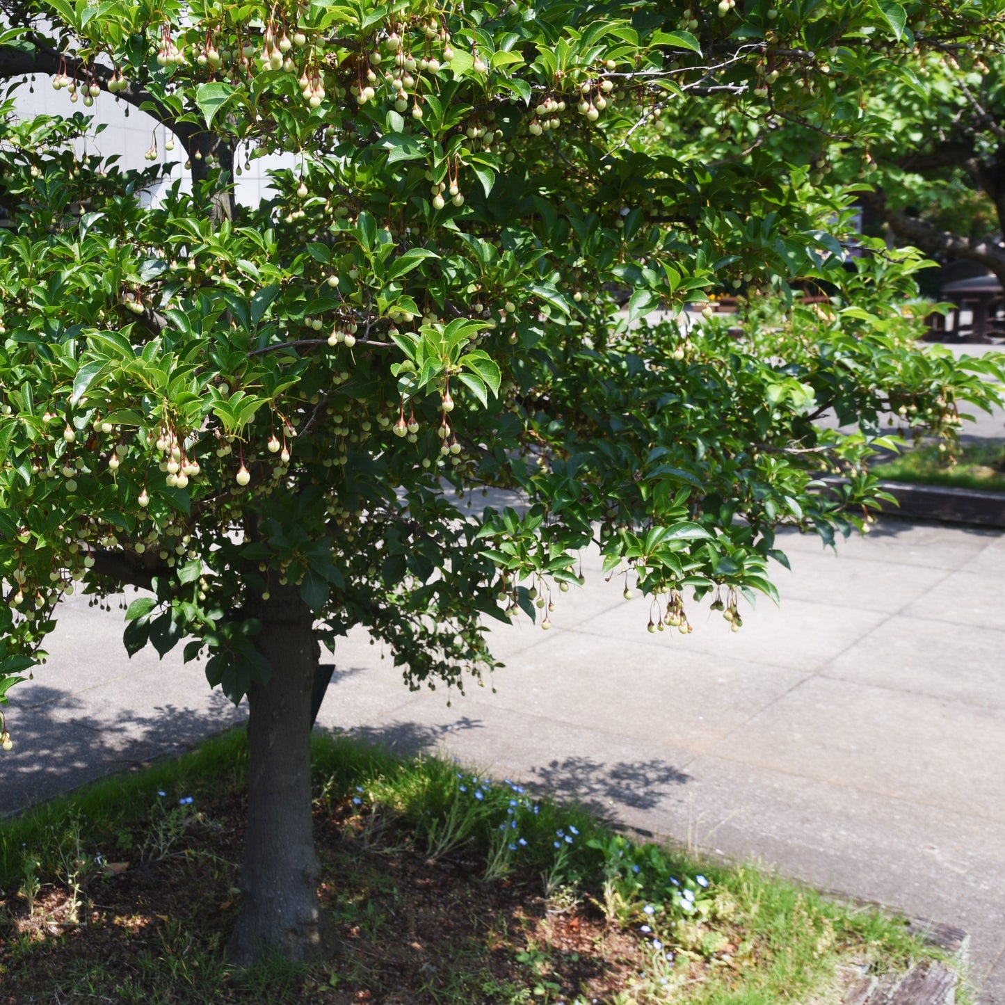 Japanese Snowbell Tree