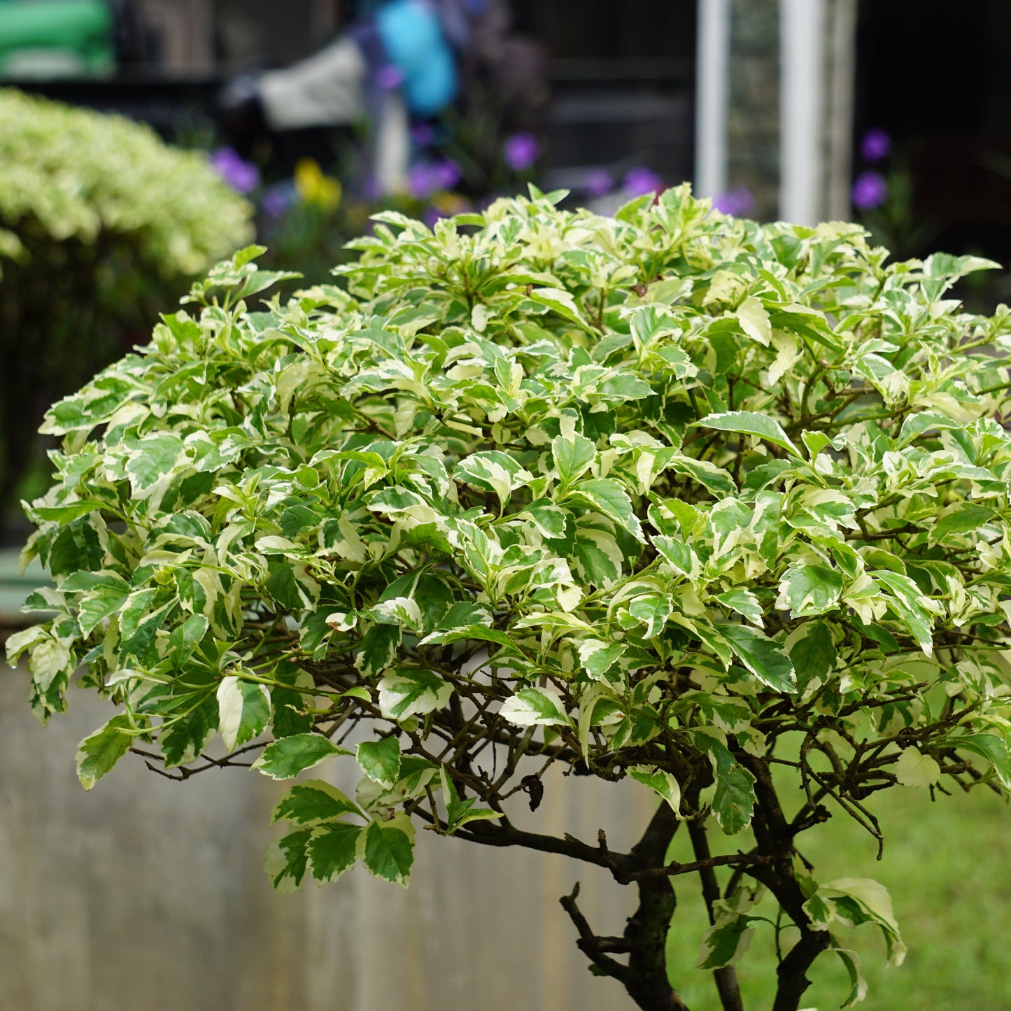 Japanese Snowbell Tree