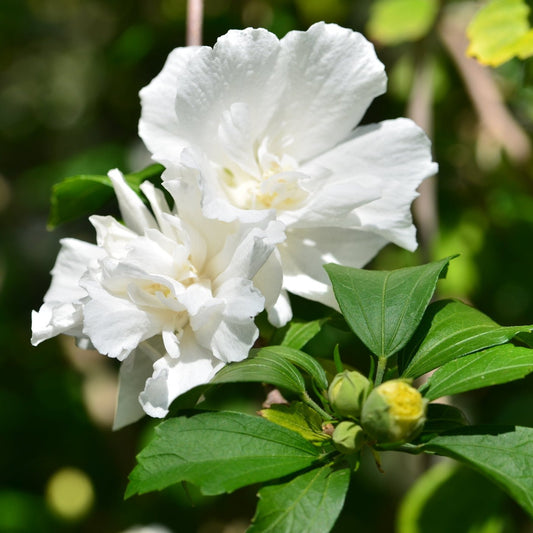 Jeanne D'Arc Althea Bush - Flowering Shrub - Buy Online at Barely Rooted