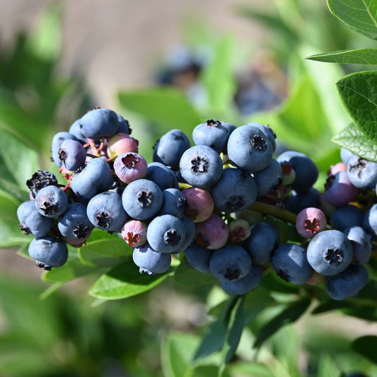 Jersey Blueberry Bush - Berry Plant - Buy Online at Barely Rooted