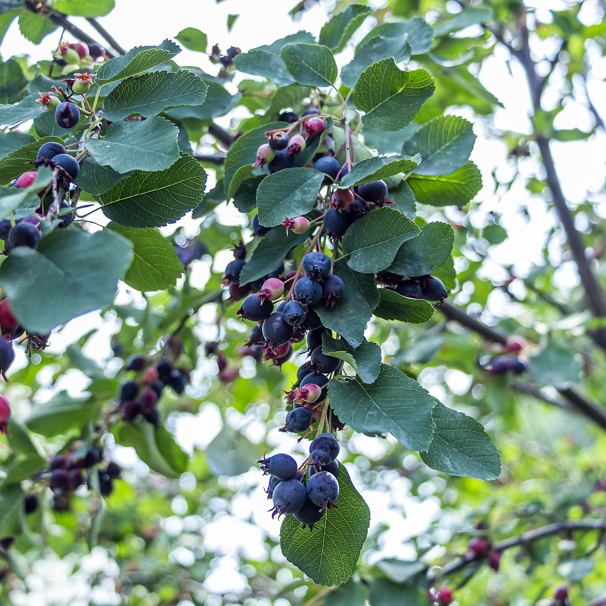 Juneberry Serviceberry Bare Root - GTSuper Roots - Buy Online at Barely Rooted