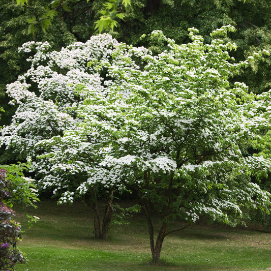 Kousa Dogwood Tree - Flowering Tree - Buy Online at Barely Rooted