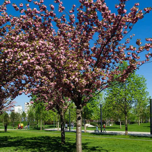 Kwanzan Cherry Tree - Flowering Tree - Buy Online at Barely Rooted