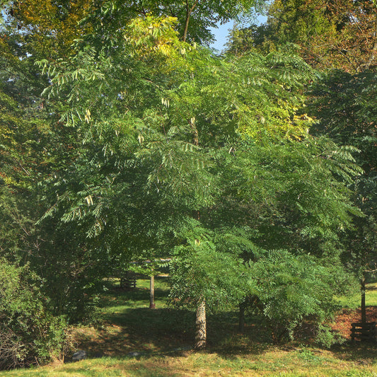 Kentucky Coffeetree - Shade/Ornamental Tree - Buy Online at Barely Rooted