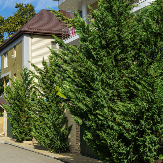 Leyland Cypress Tree - Evergreen Tree - Buy Online at Barely Rooted