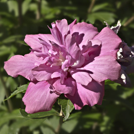 Lucy Althea Bush - Flowering Shrub - Buy Online at Barely Rooted