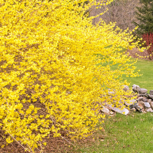 Lynwood Gold Forsythia