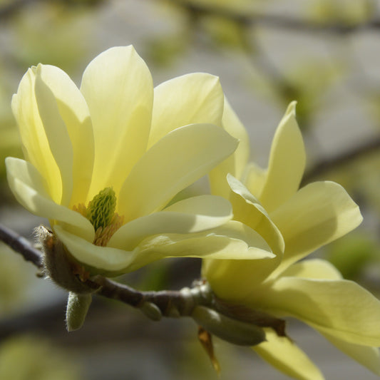 Butterflies Magnolia Tree