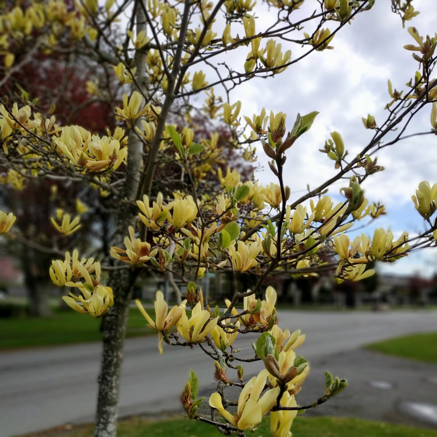 Butterflies Magnolia Tree