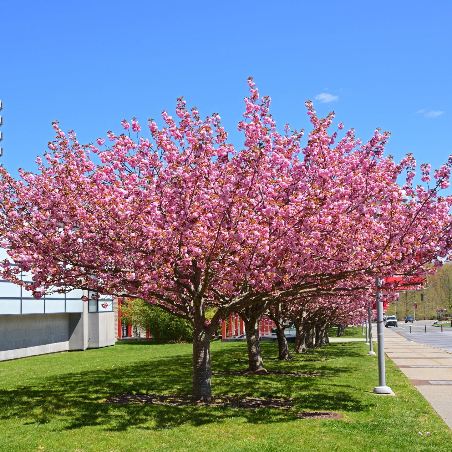 Saucer Magnolia Tree