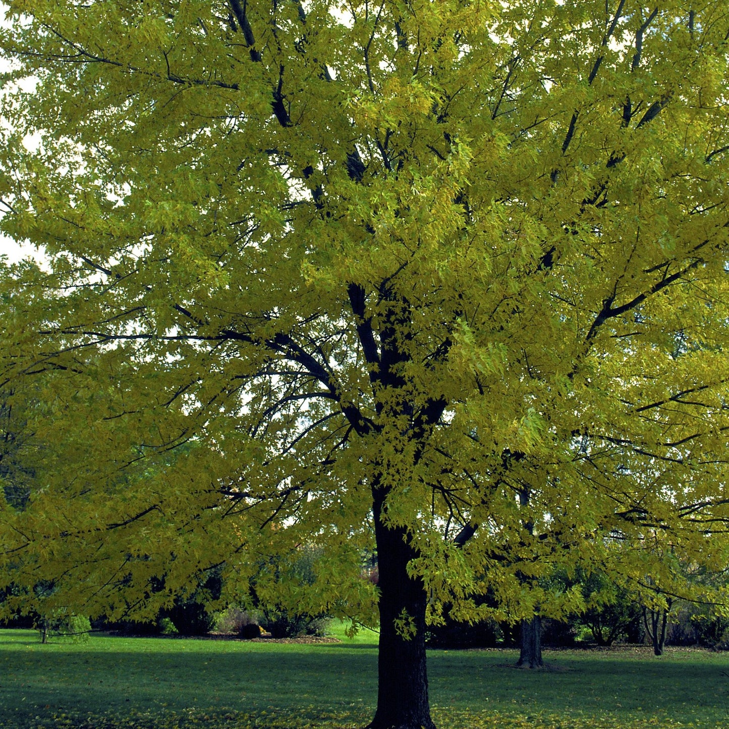 Silver Maple Tree